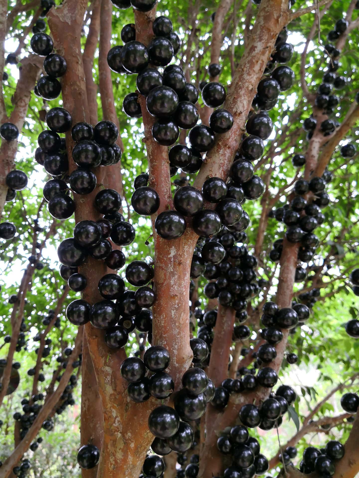Jaboticaba fruits growing on a tree