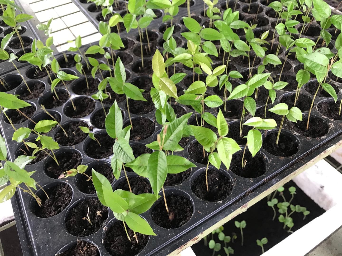 Seedlings at JABO Plantation