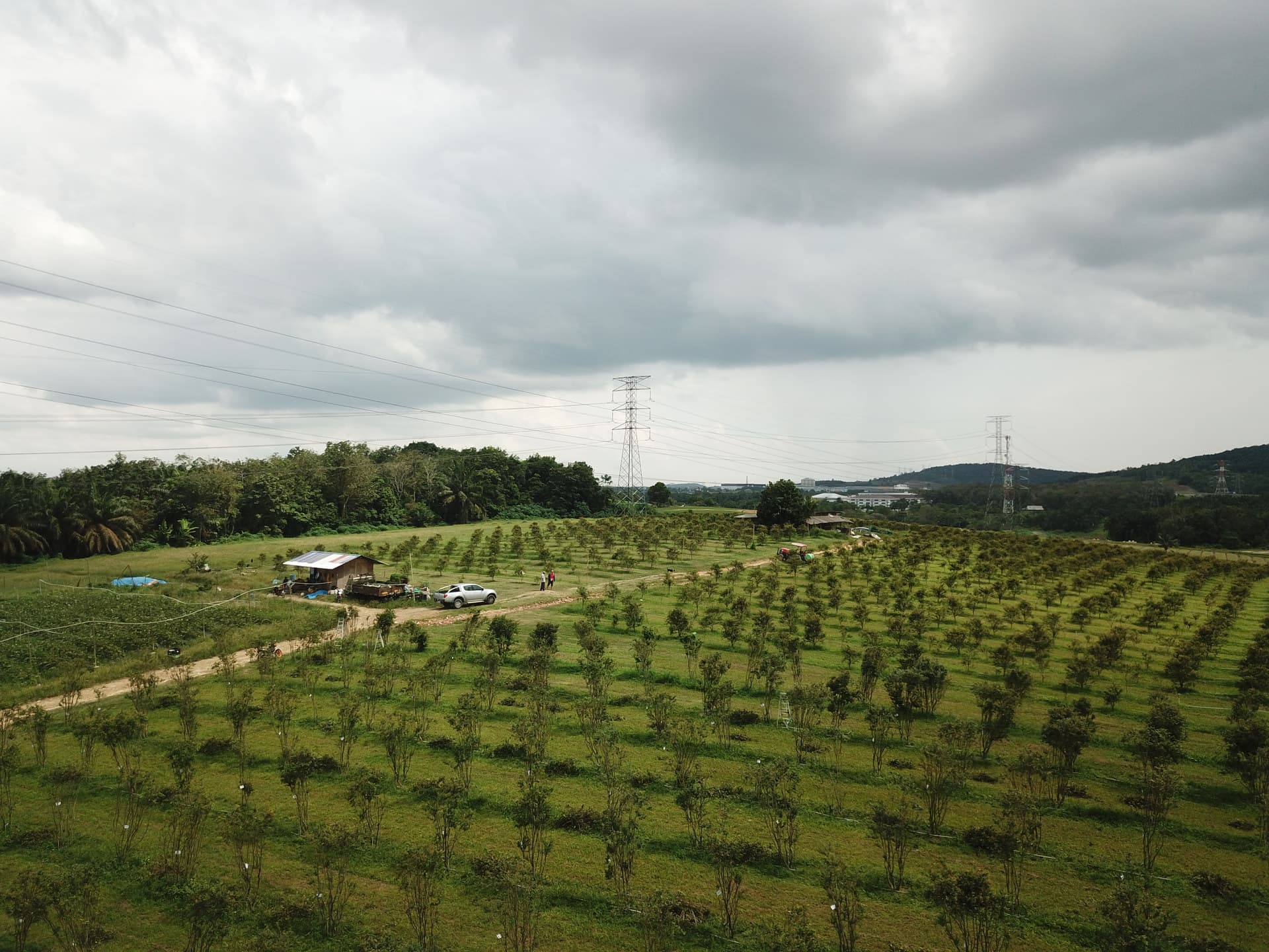 Landscape at JABO Plantation